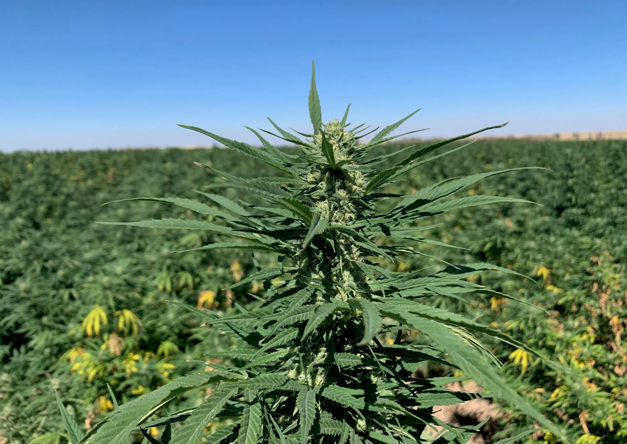 Green Balance CBD cropped-Plant-Farm Front Page  