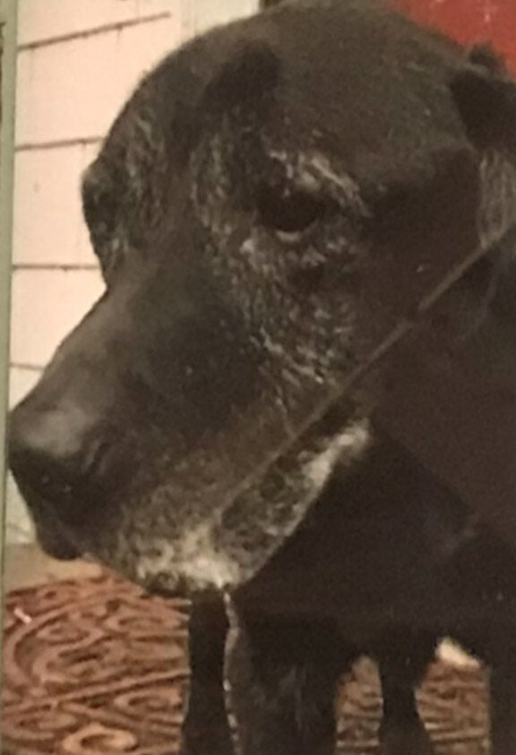 cropped-blkdog.jpg